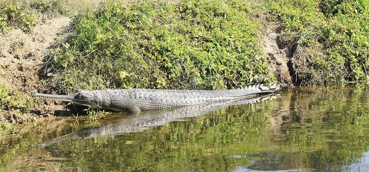 राप्ती र नारायणी नदीमा घडियाल गणना तथा अनुगमन सुरु